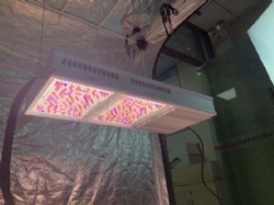 LED GROW LIGHT EU US STOCK